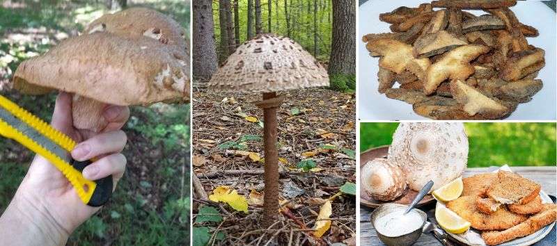 Czech Typical Food - mushrooms steak and mushrooms locals use  this dishes with - Bedla Vysoka and  Pravý hřib