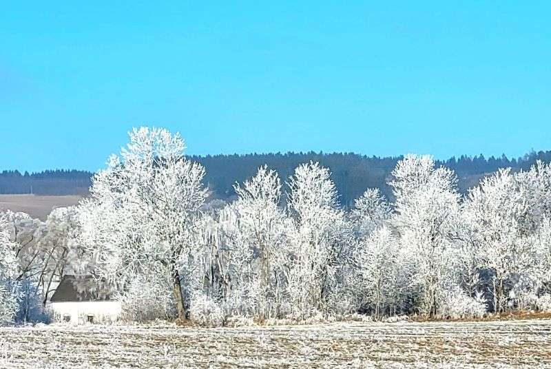 Winter Travel in the Czech Republic trees in snow