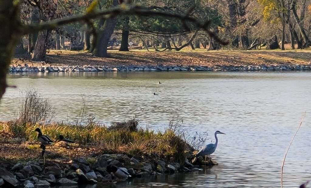 Different birds nesting in the park
